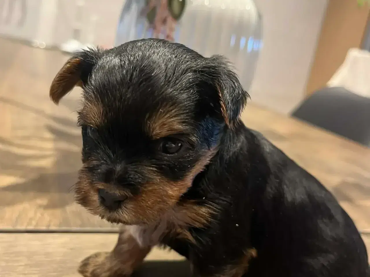 Billede 1 - Yorkshireterrier hvalpe 4 uger. 