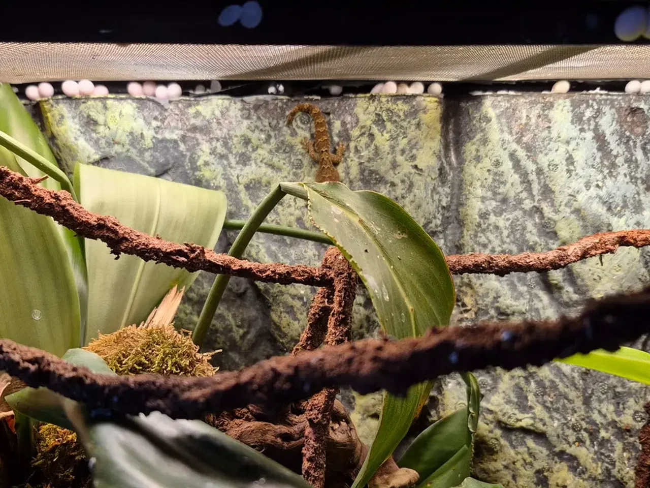 Billede 2 - Jomfrugekkoer med terrarie