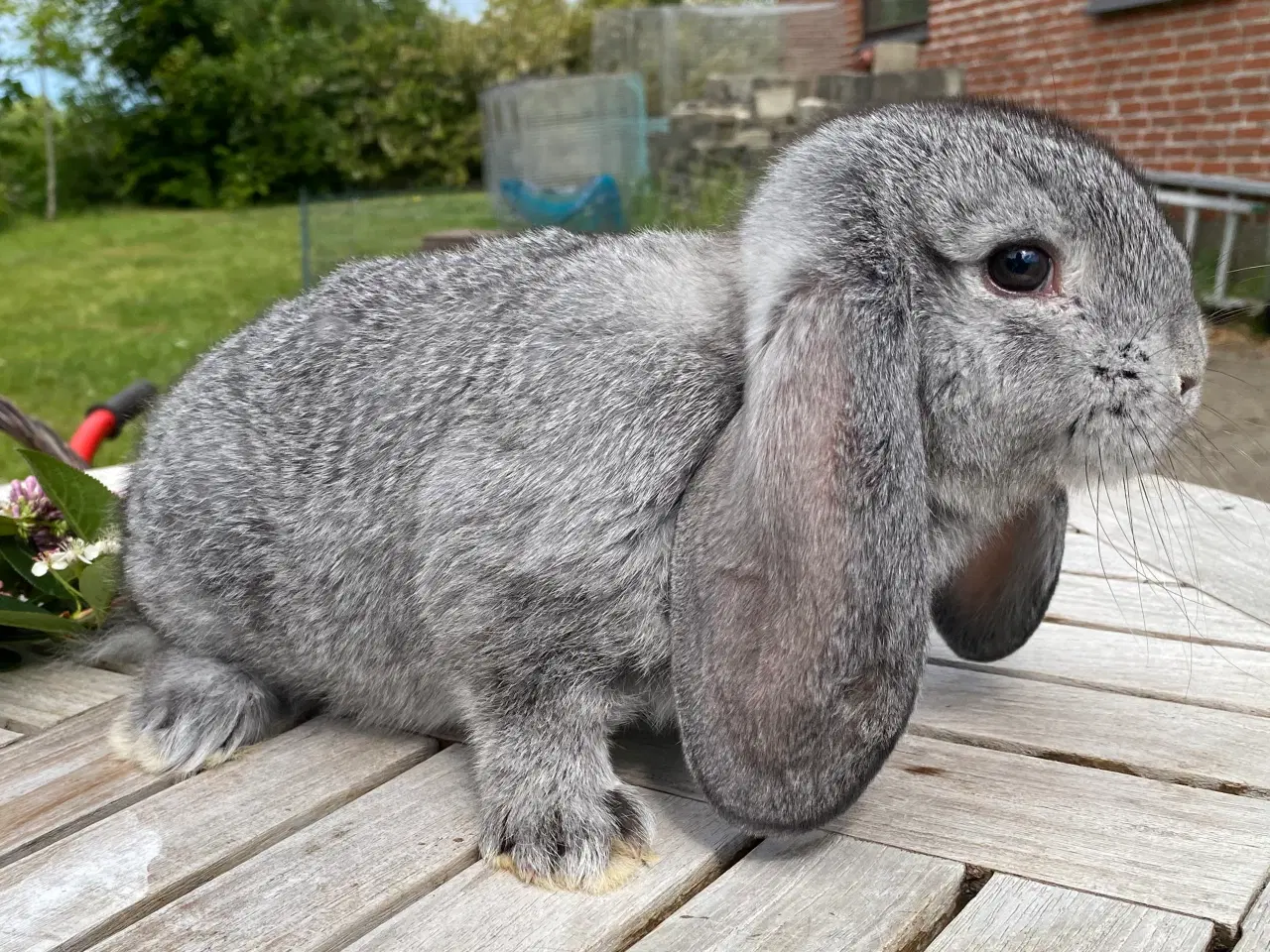 Billede 5 - FRANSK VÆDDER HAN CHINCHILLA