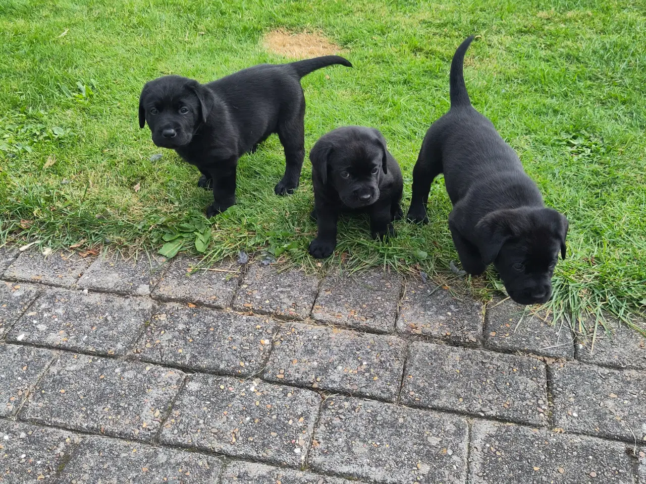 Billede 7 - Ren gammeldags Labrador hvalpe til salg🐾