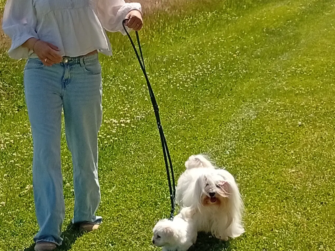Billede 4 - Havaapso han Hvalp - Klar til at flytte.