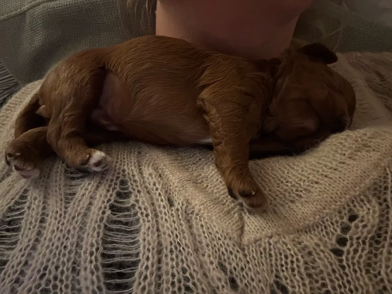 Billede 3 - Shihpoo hvalpe