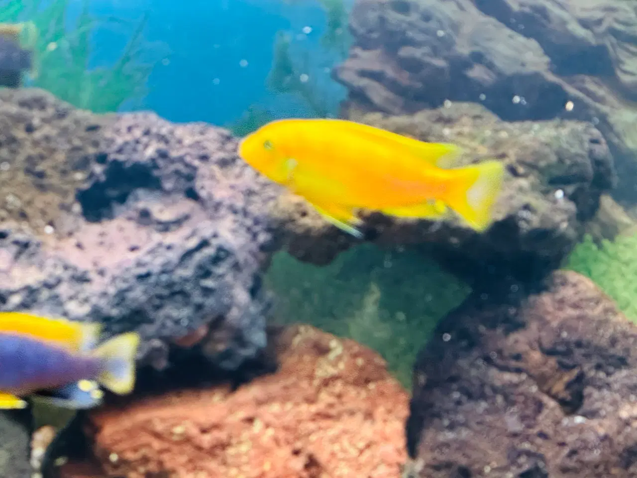 Billede 8 - Malawi Cichlider, pragtsmerlinger mm søger nyt van