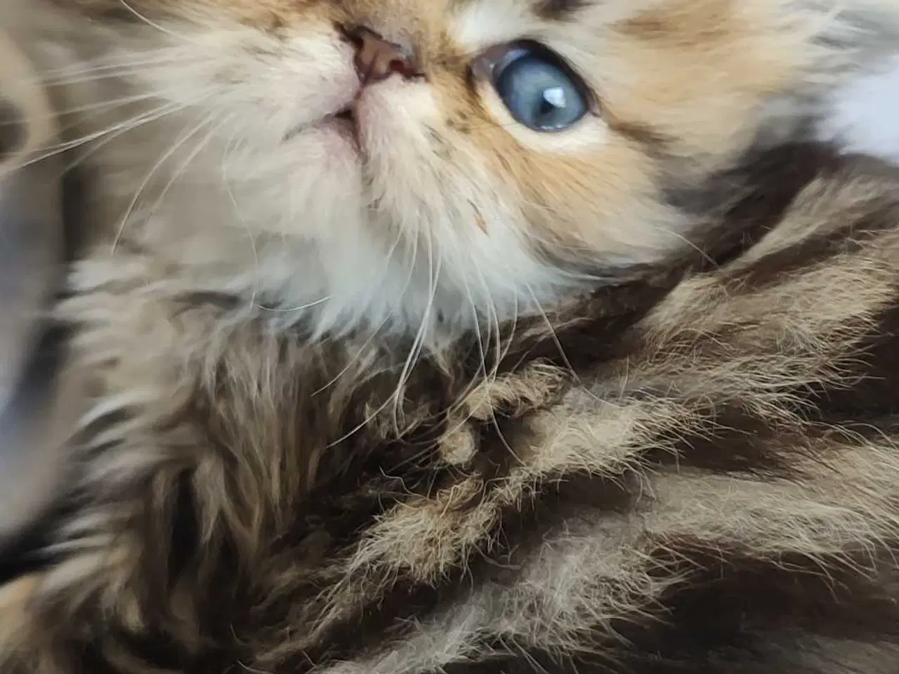 Billede 6 - Perser killinger 