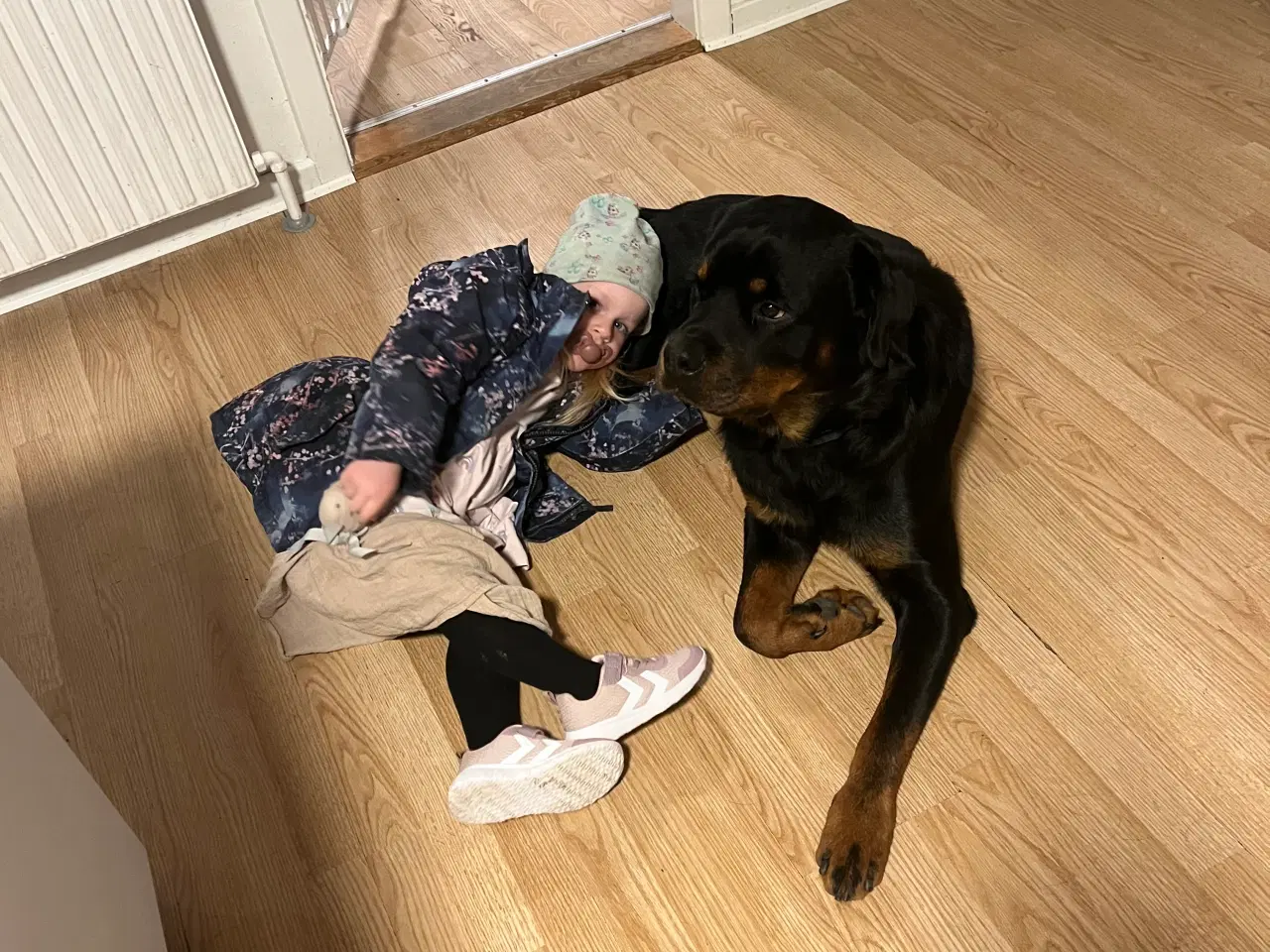 Billede 2 - 2 årlig Rottweiler Han