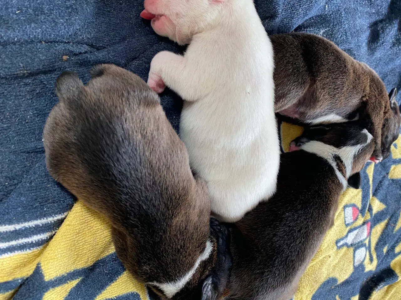 Billede 3 - Staffordshire bullterrier hundehvalpe
