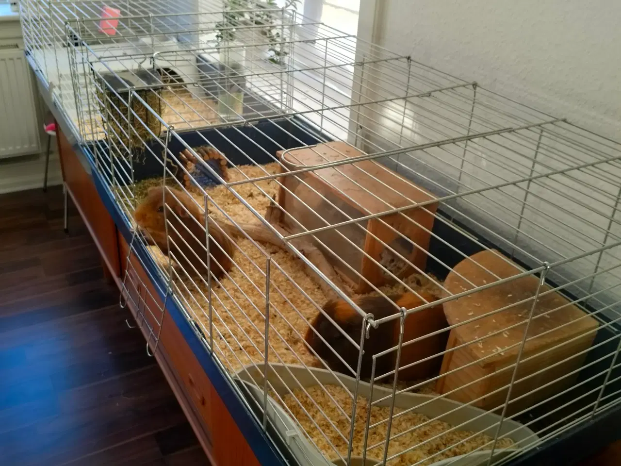 Billede 5 - To han marsvin søger nyt hjem