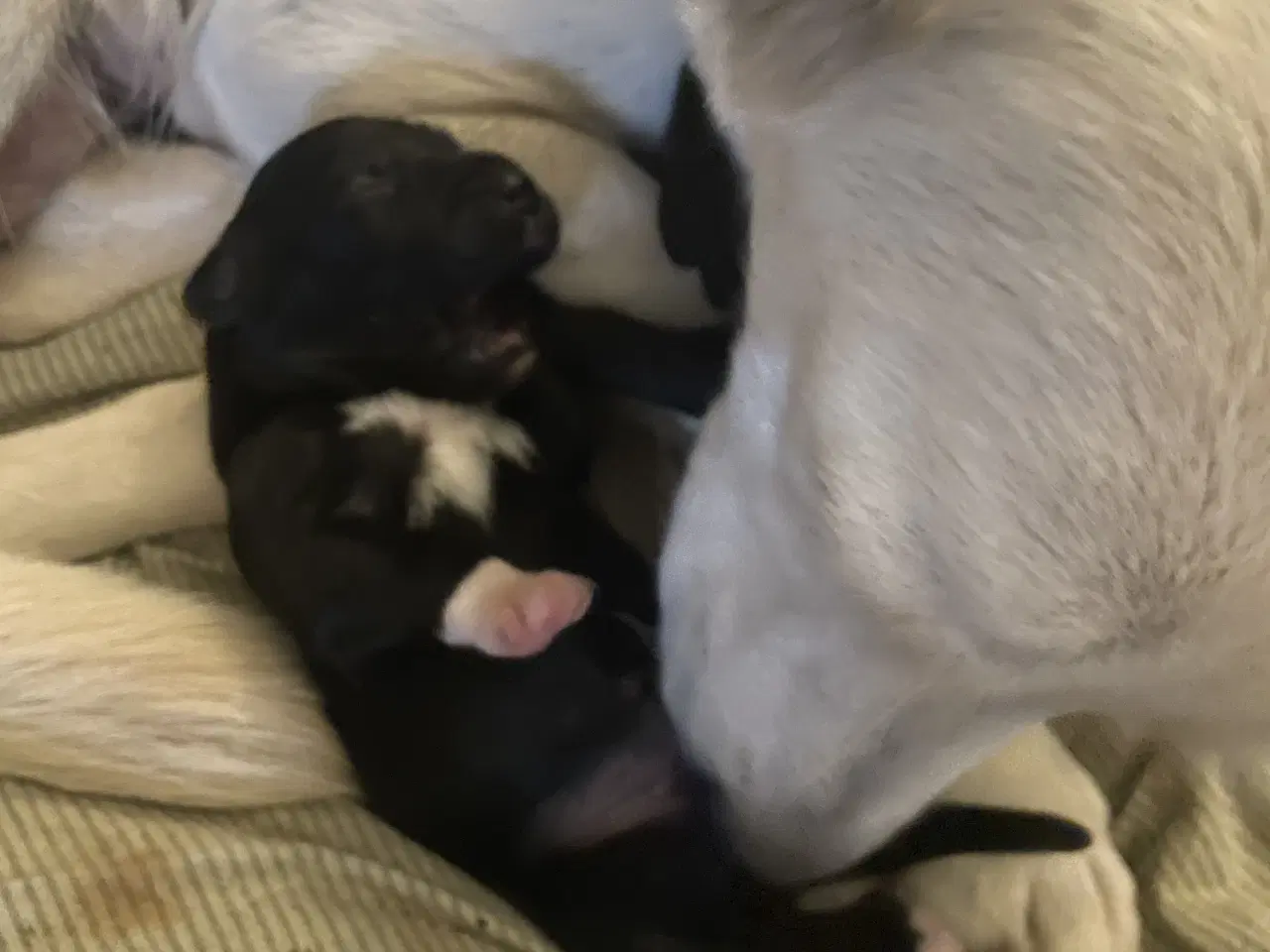 Billede 3 - Hvalpe - Golden/labrador Retriever blandinger