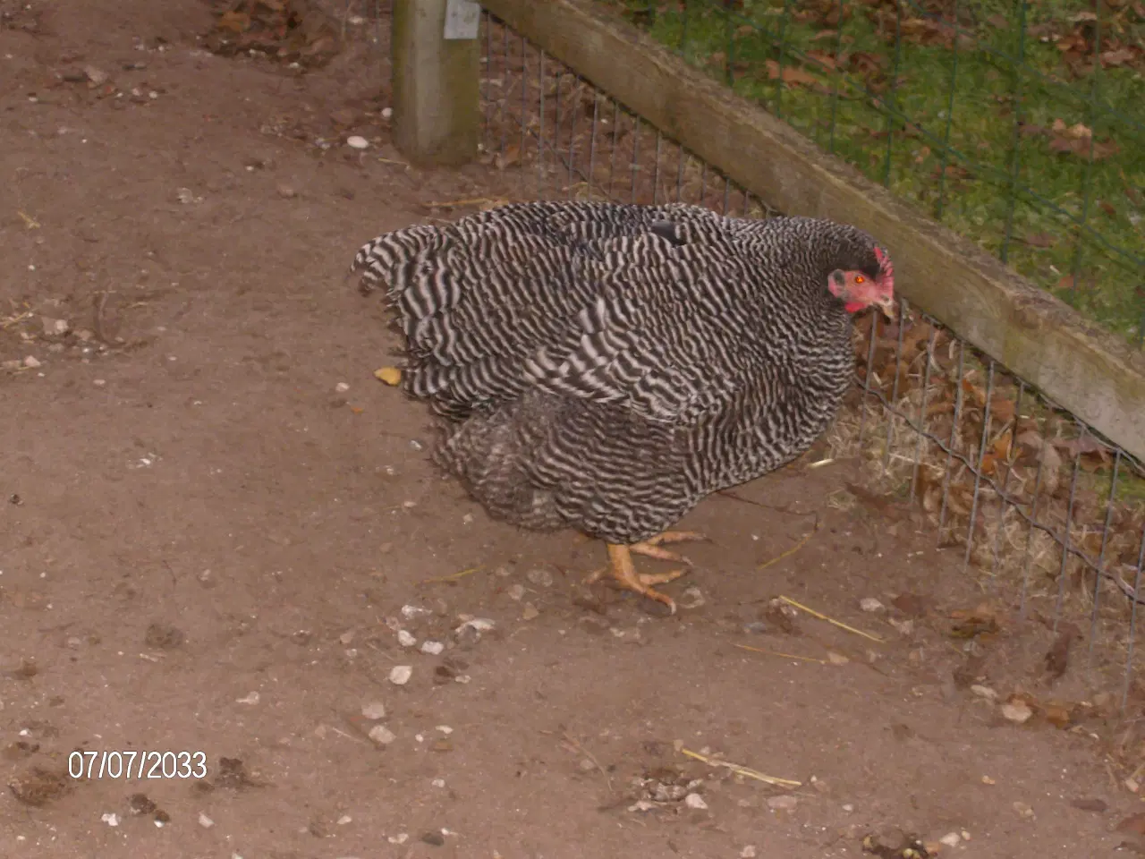 Billede 2 - Plymorock høns