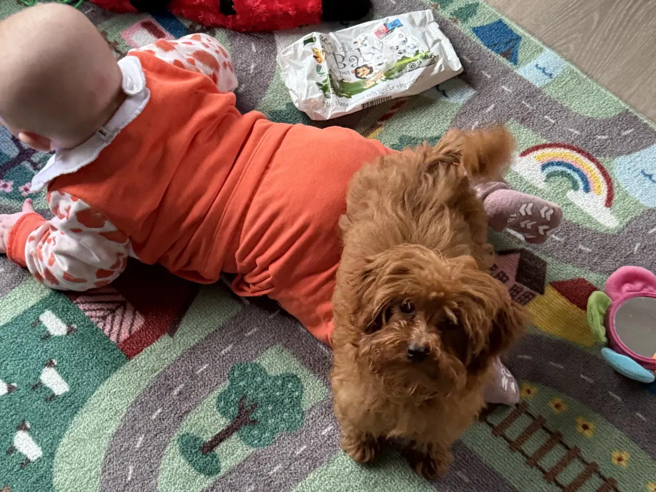 Billede 9 - 🐾✨ Skønne Maltipoo hvalpe klar mellem jul & Nytår