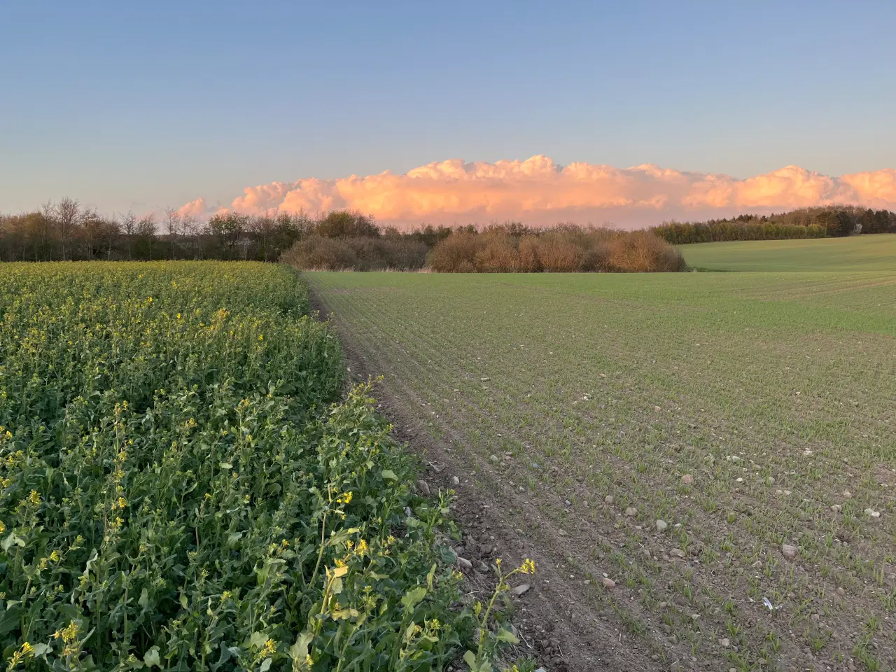 Billede 1 - Jagt udlejes 