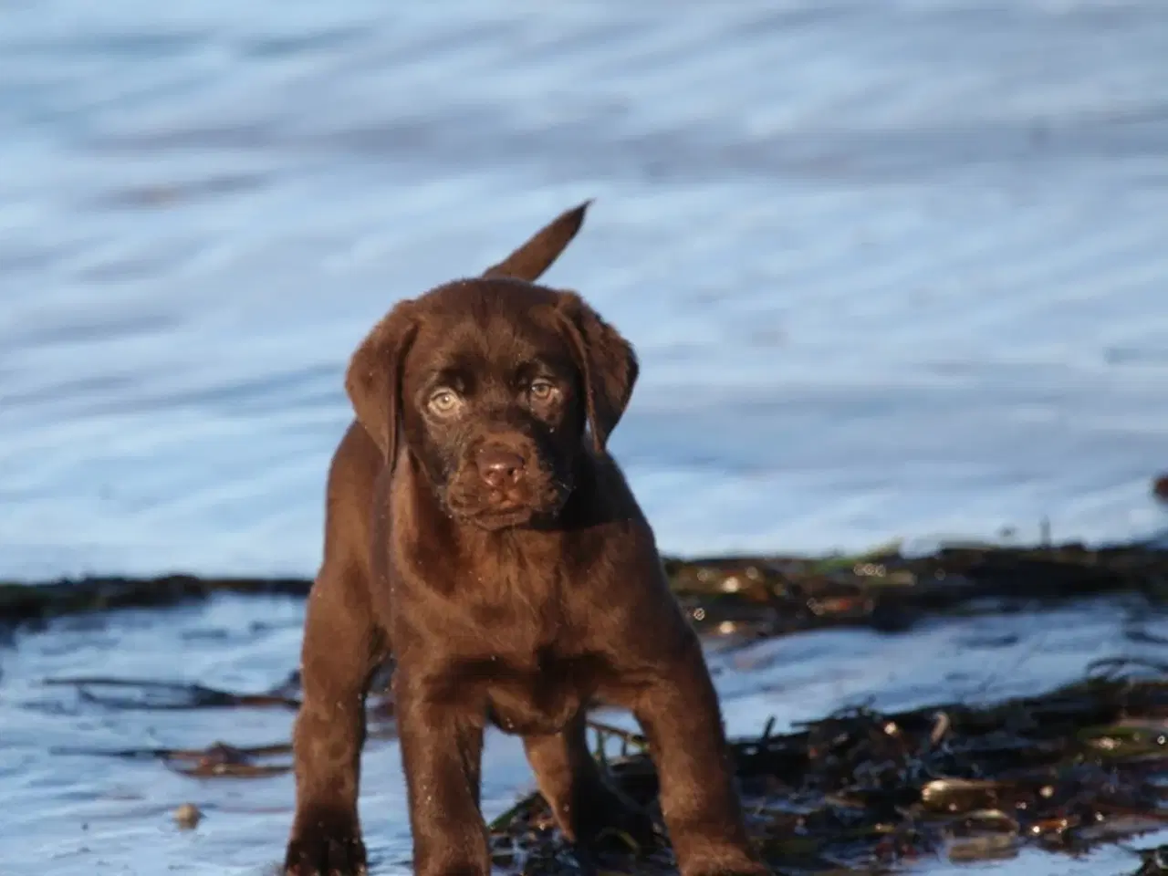 Billede 11 - Labrador