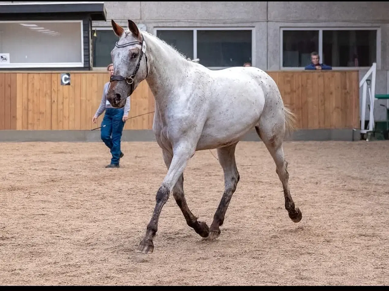 Billede 1 - Knabstrupper hoppe, født 2020