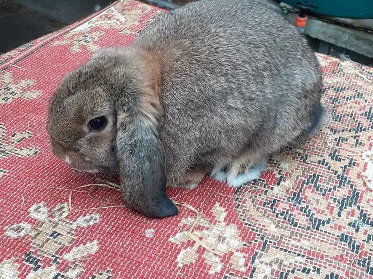 Billede 1 - dværgvædder