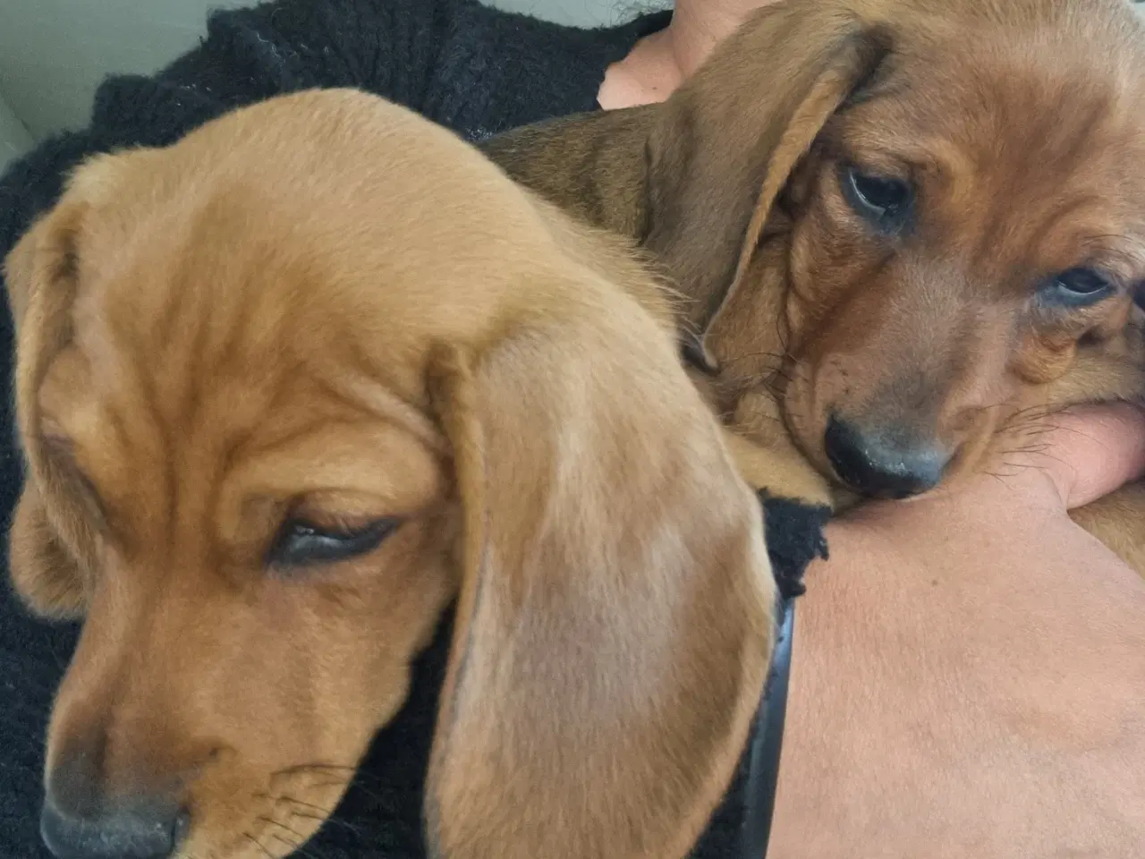 Billede 14 - 2 stk gravhundehvalpe korthåret mangler hjem