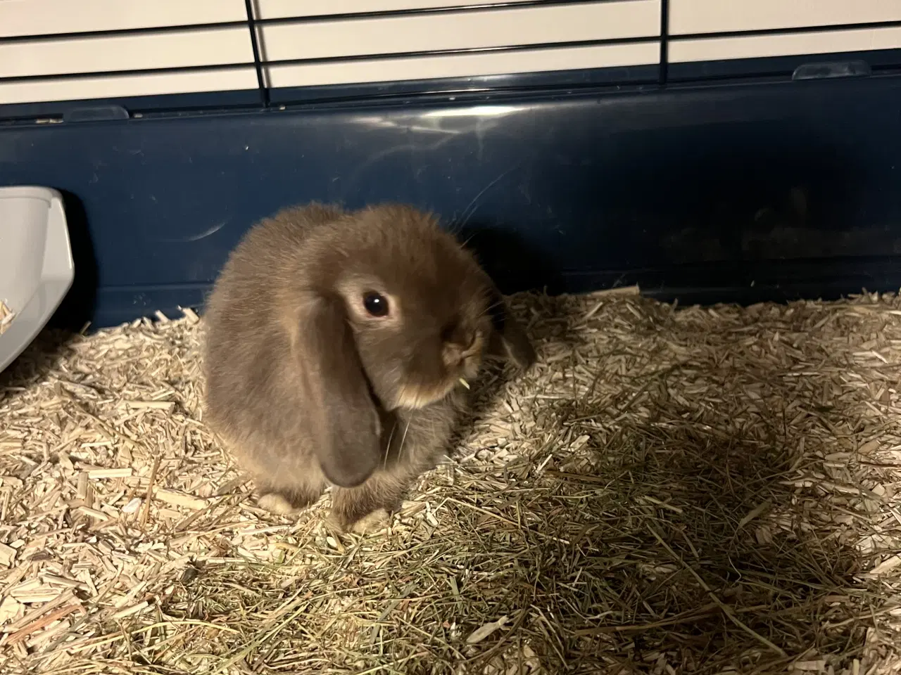 Billede 4 - Sød Minilop Kanin