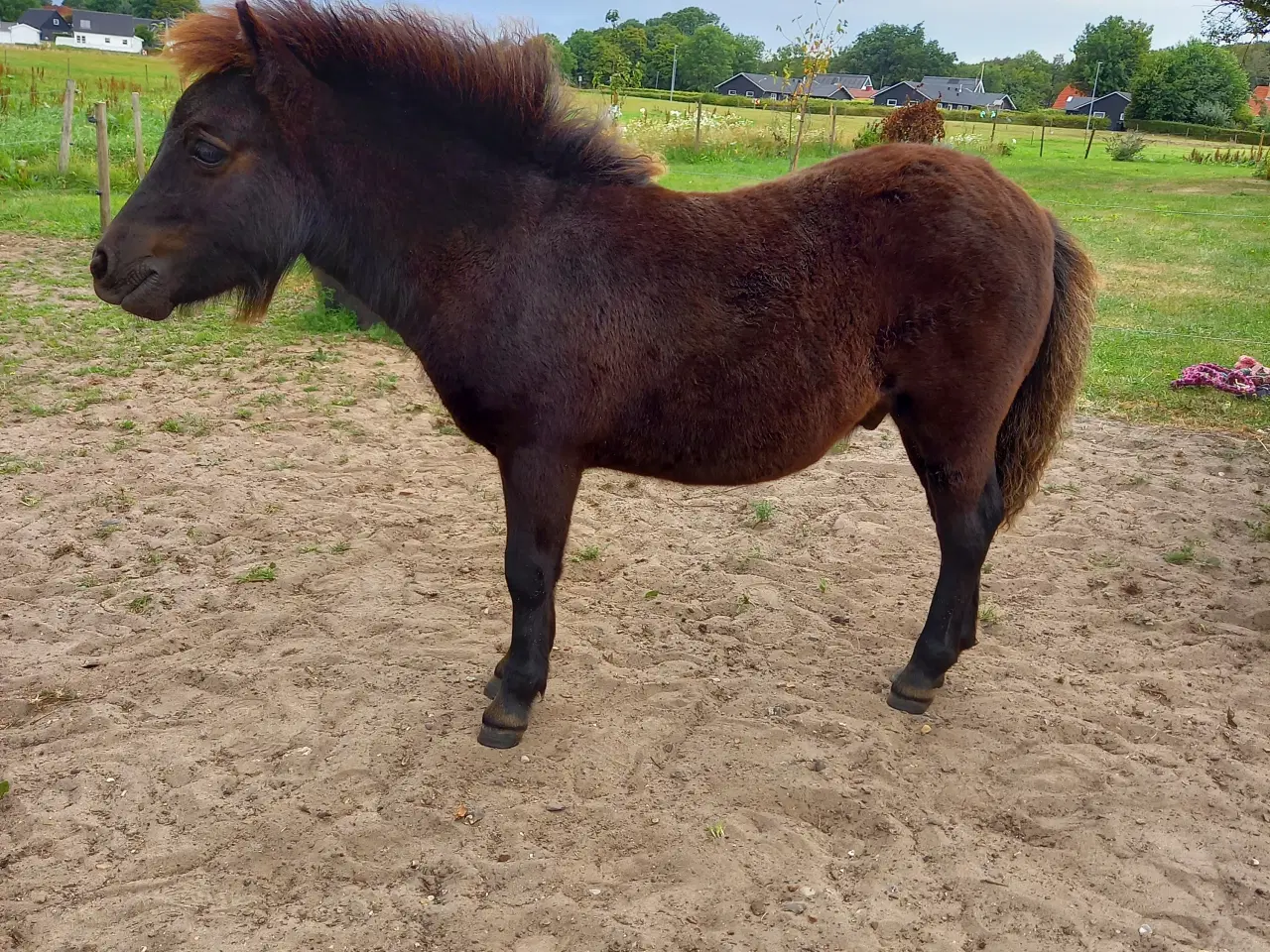 Billede 7 - 2 dejlige shetlænder føl