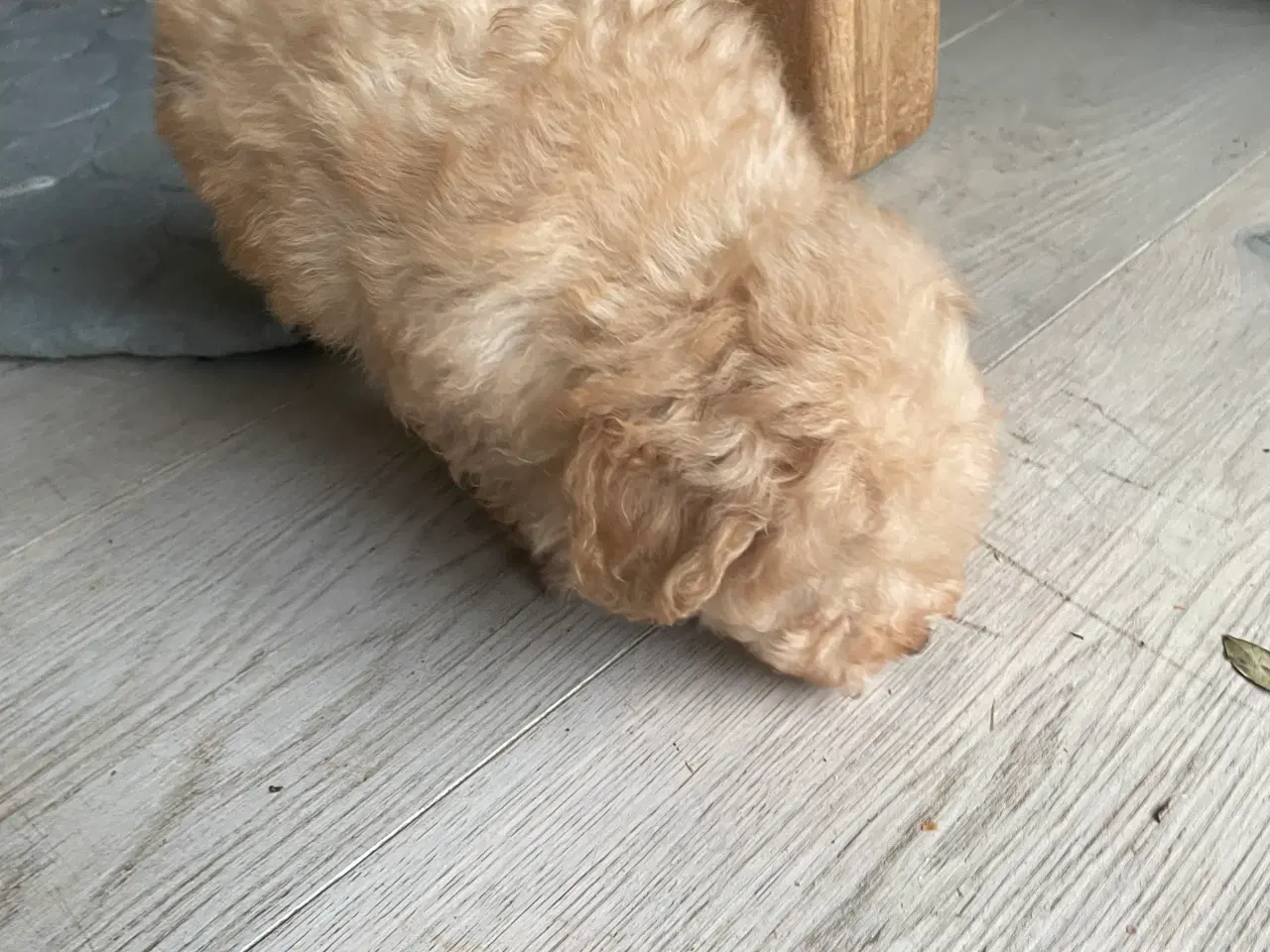 Billede 4 - Havapoo han hvalp SALGSKLAR!