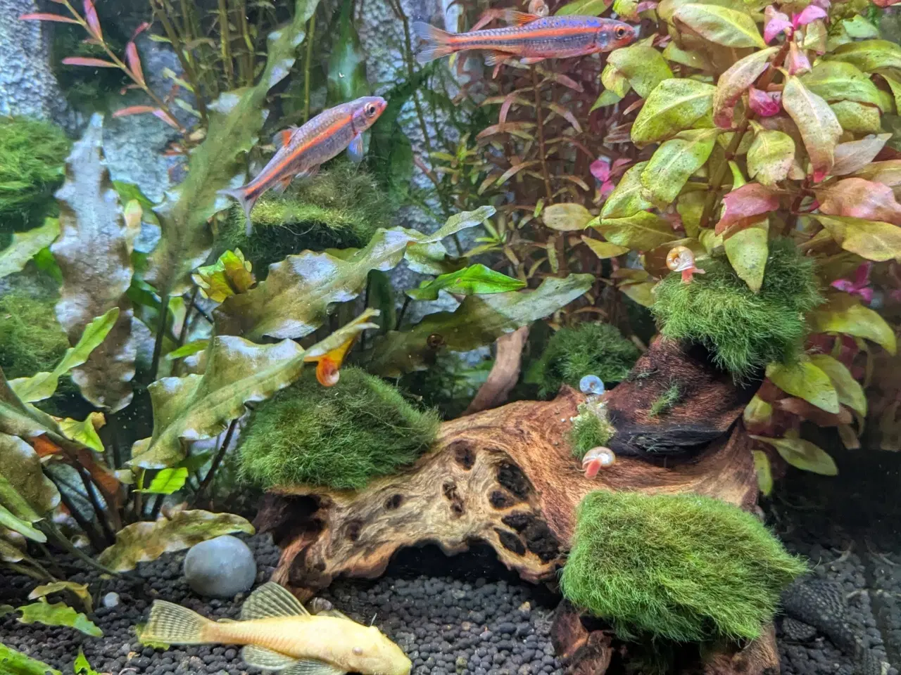 Billede 7 - Juwel akvarie 125L