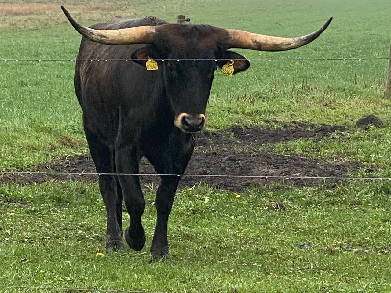 Billede 7 - Texas Longhorn tyr