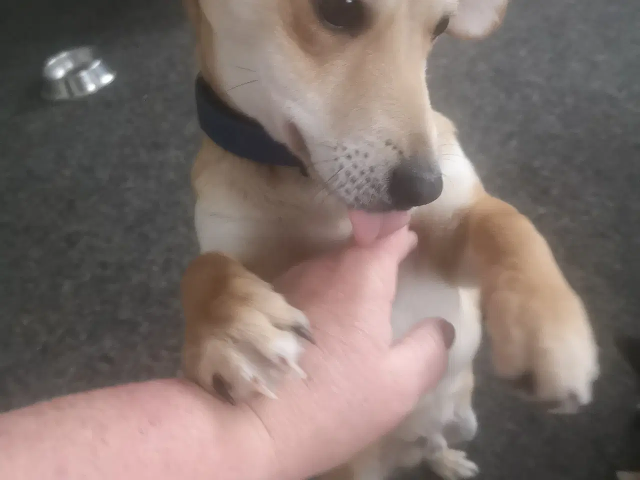 Billede 1 - Lækre paddy, i pleje i DK 