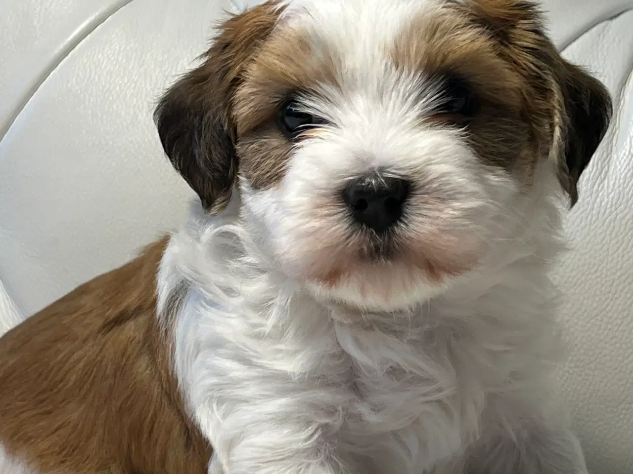 Billede 6 - 💙Skal Ditlev være din 💙