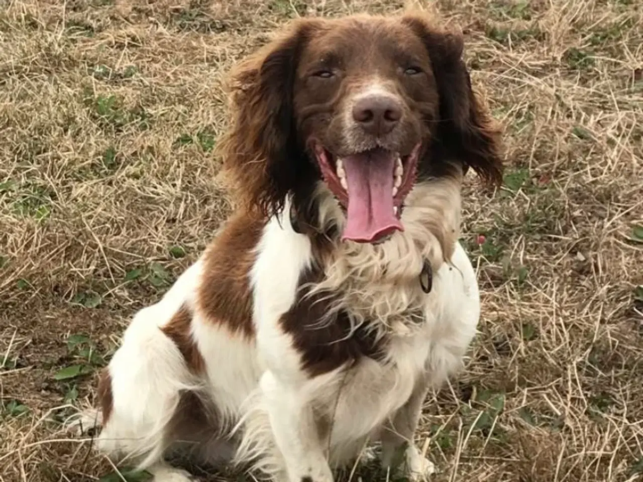 Billede 5 - Springer Spaniel