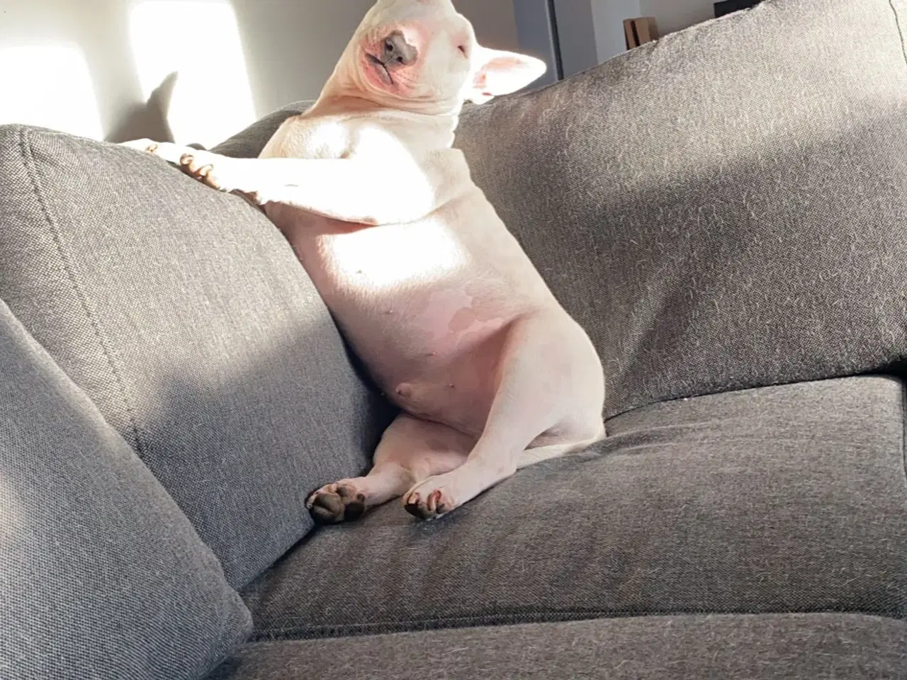 Billede 5 - Hund