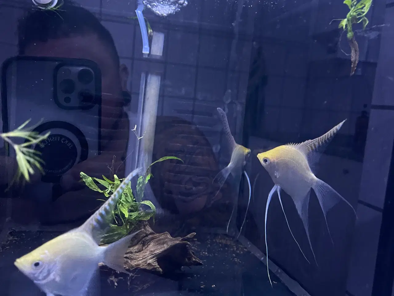 Billede 1 - Hvid scalar 