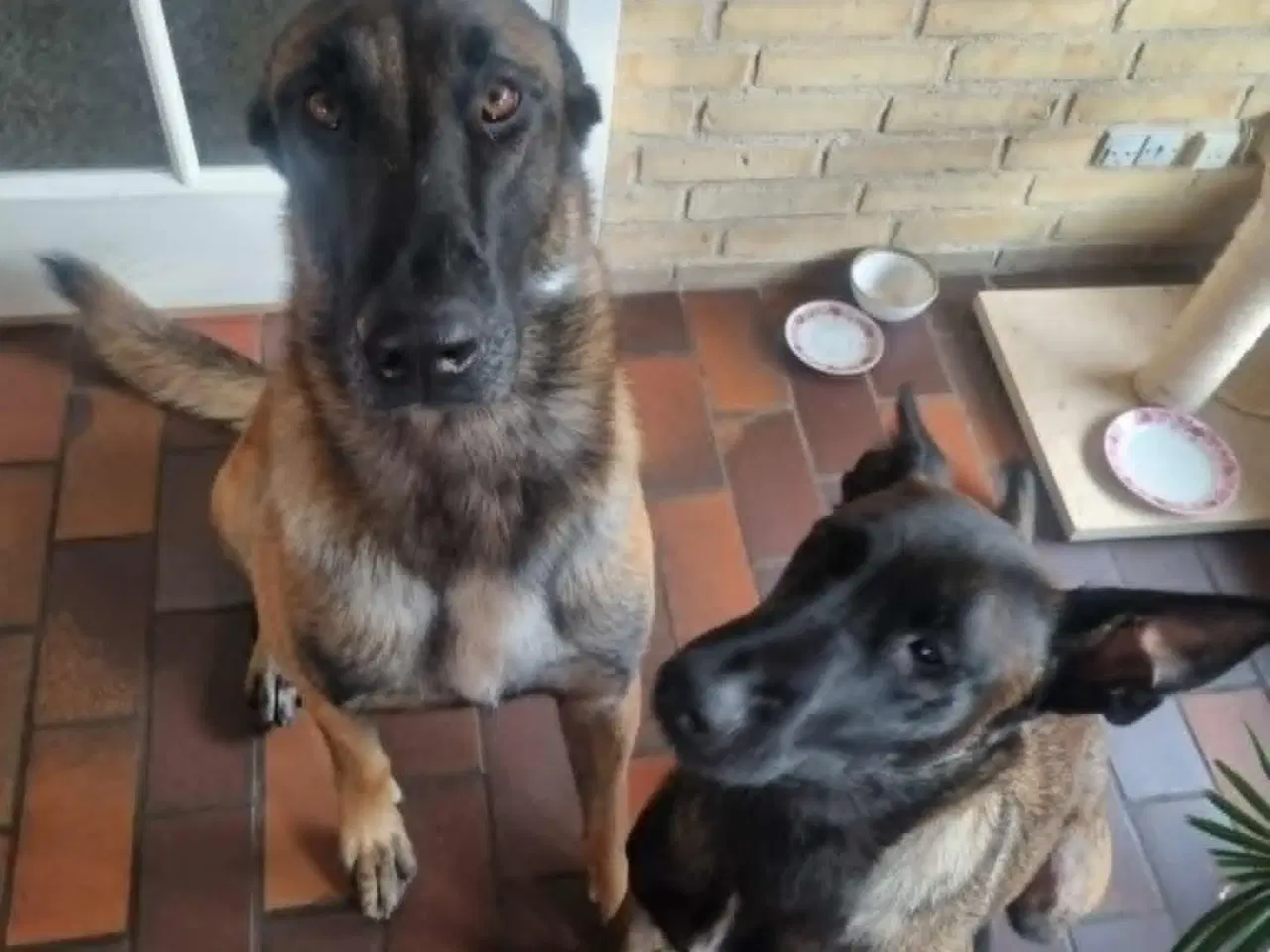 Billede 5 - Hvalpe Renracet Malinois Belgisk hyrdehund