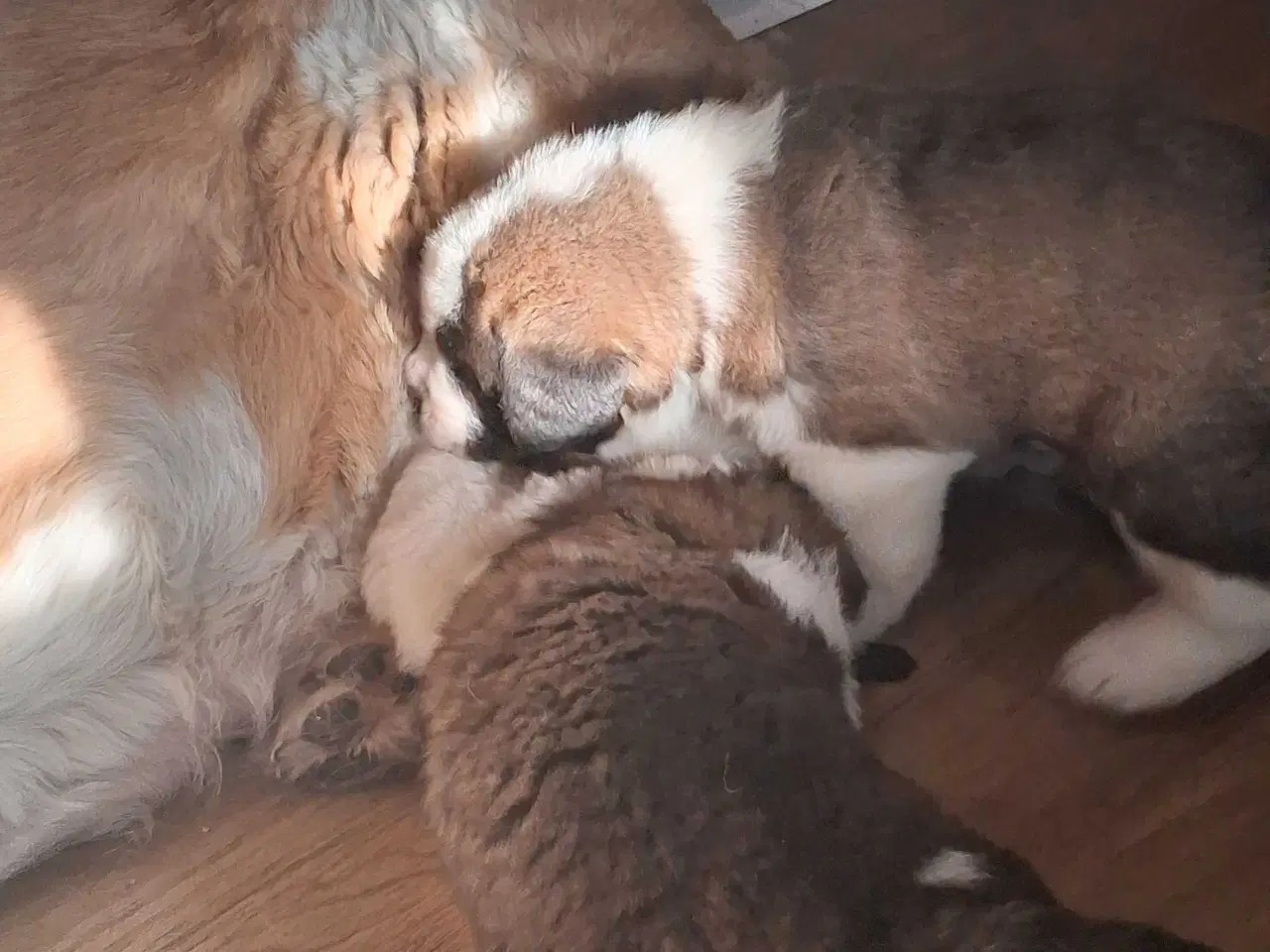 Billede 2 - Sankt bernhard valpe 