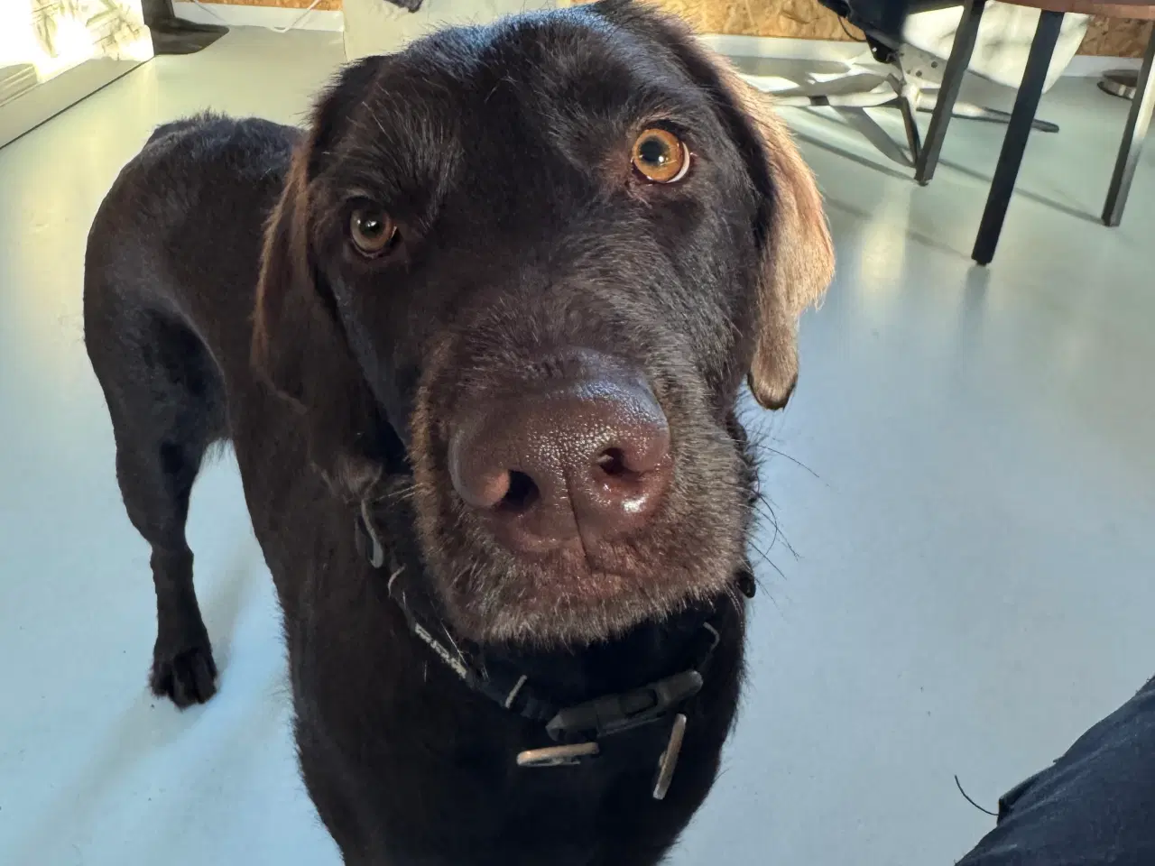 Billede 5 - Labrador/pudel blanding 