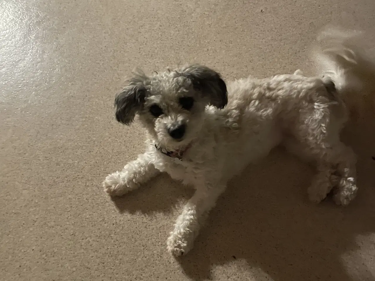 Billede 3 - Bichon/malter/shih tzu