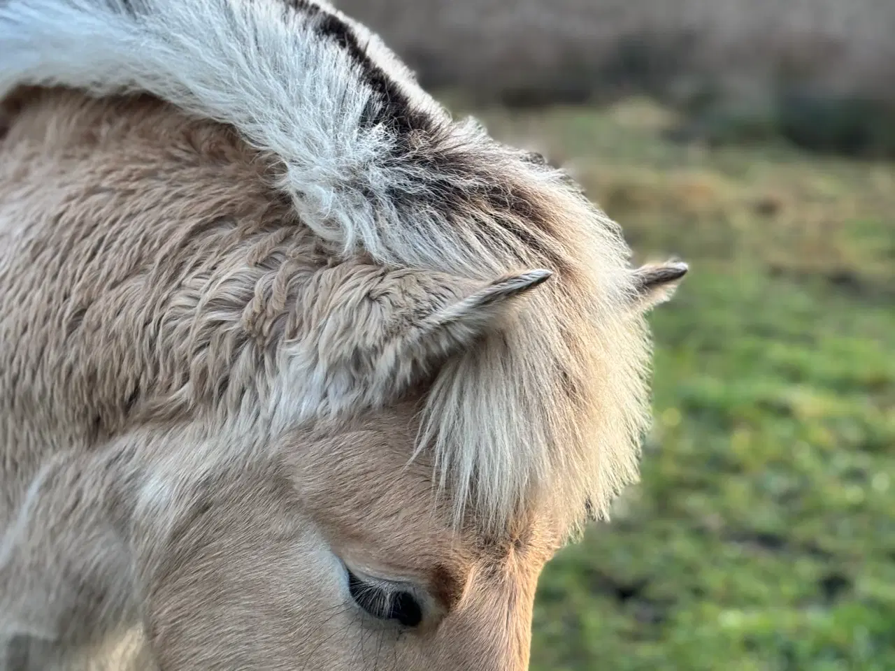 Billede 1 - Fjordhest hingsteføl fra 2025