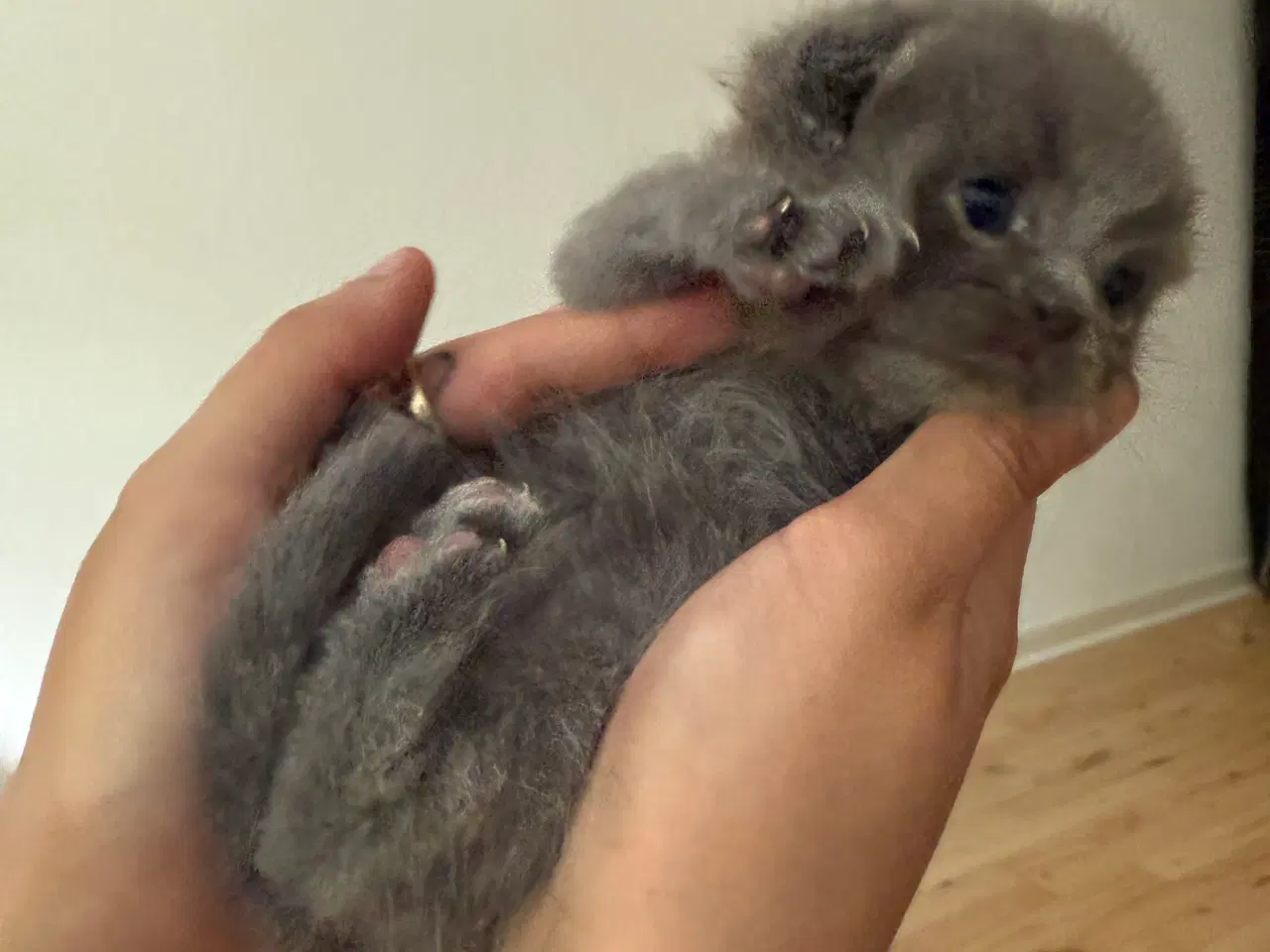 Billede 4 - Scottish fold & perser mix 