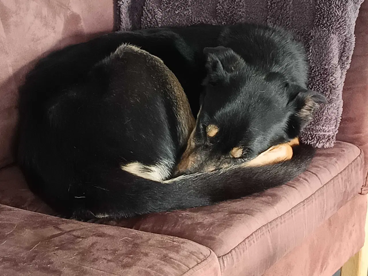 Billede 2 - Fantastisk hanhund sælges 