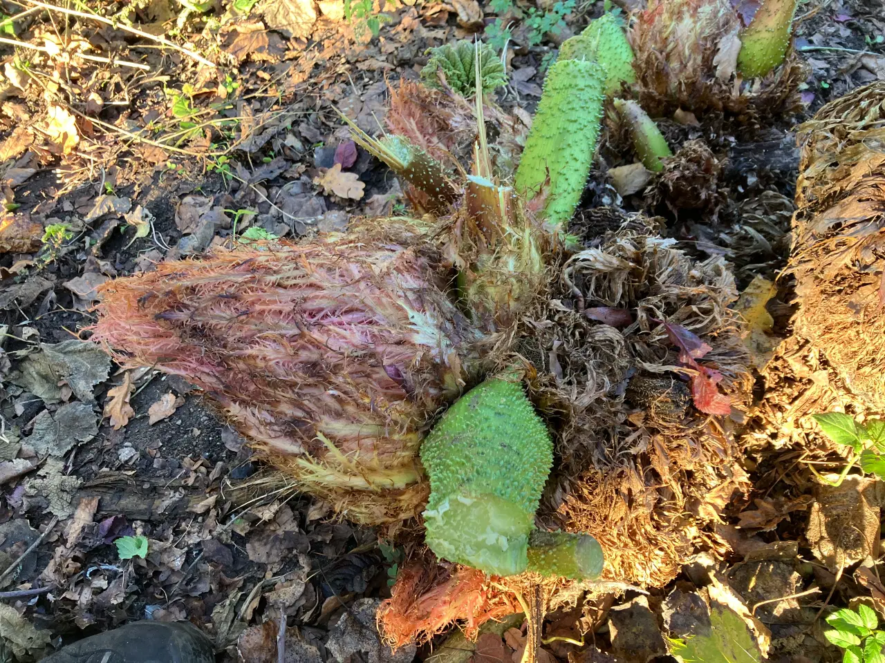 Billede 2 - Sideskud og frø af mammutblad (Gunnera Manicata)