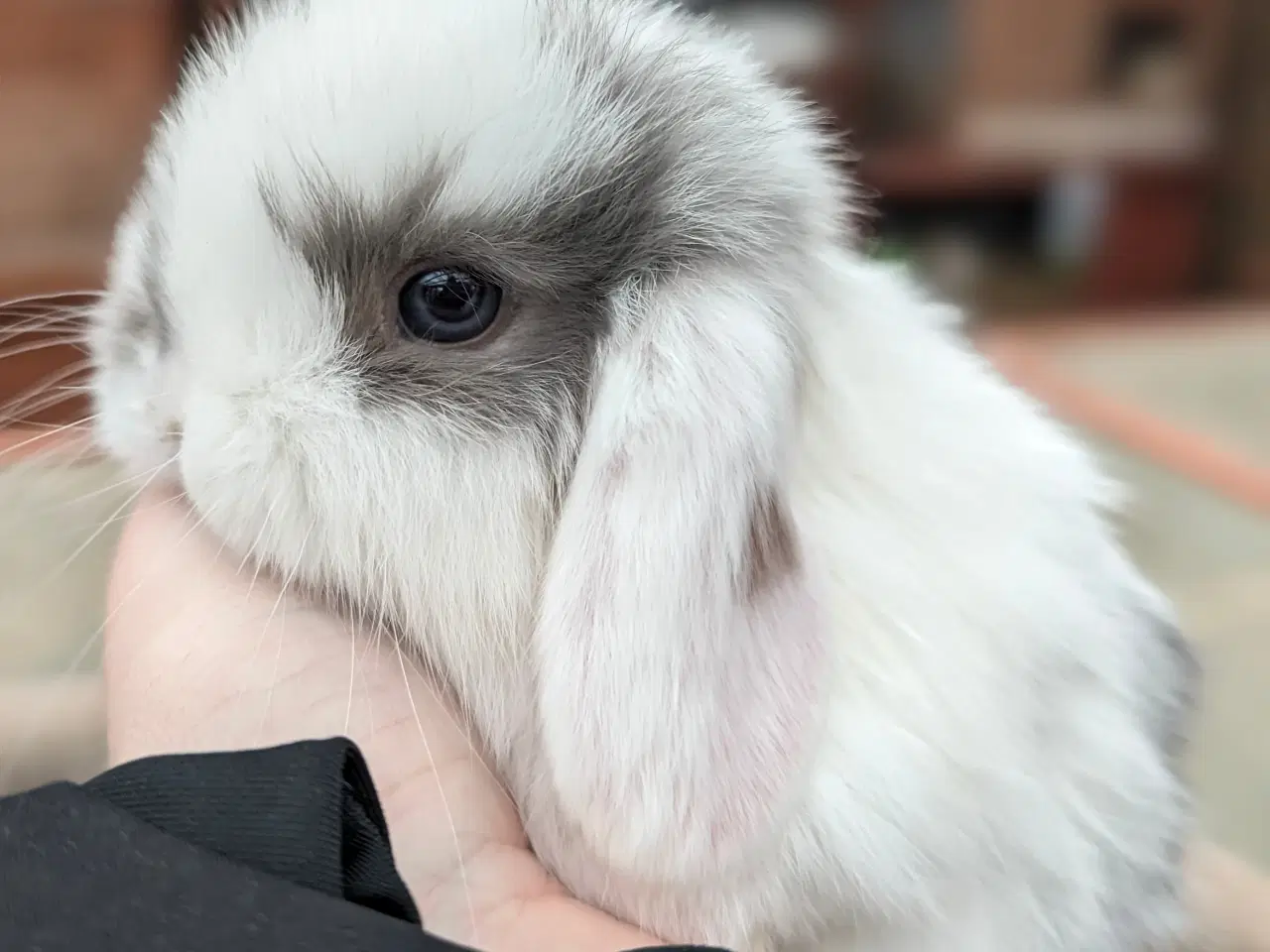 Billede 7 - Minilop kaninunge sælges 