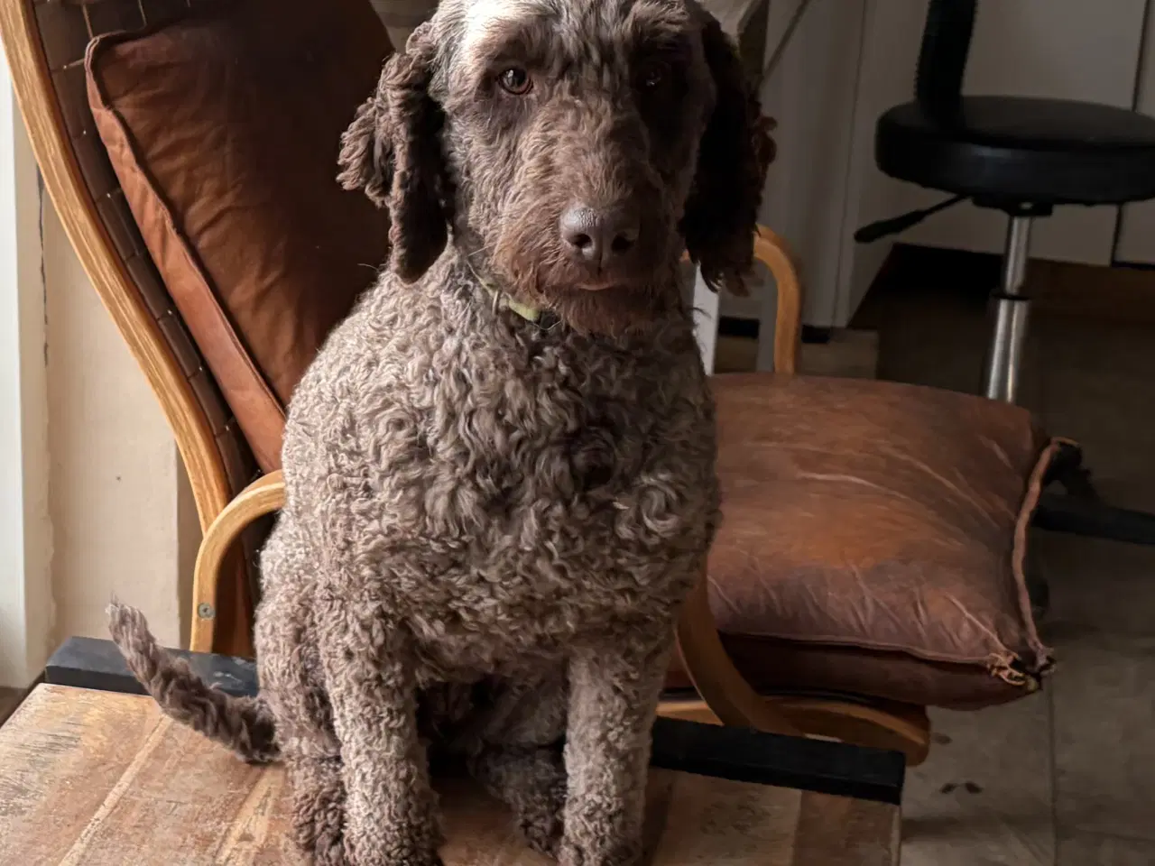 Billede 16 - 2 voksne mellem puddel piger