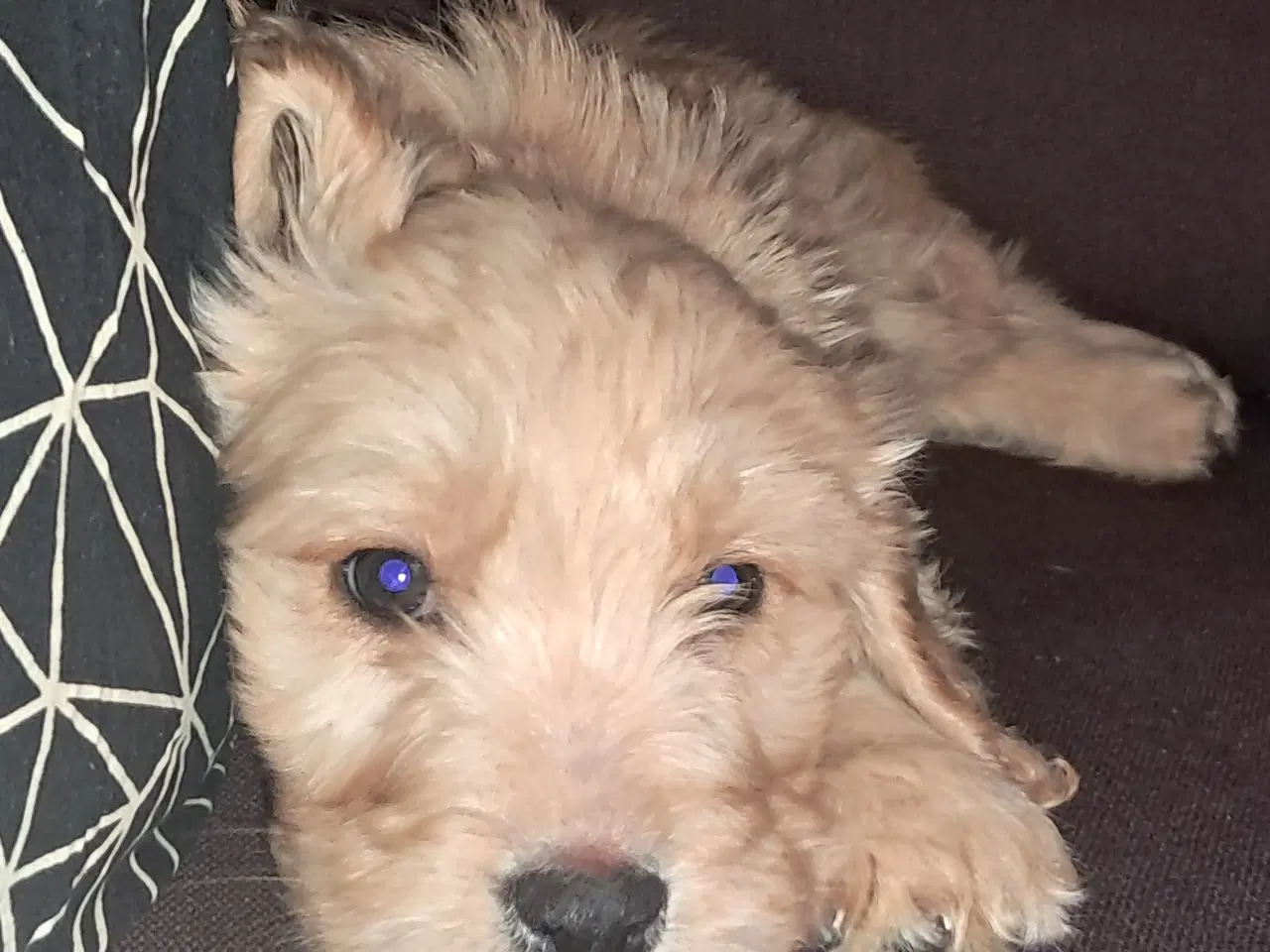 Billede 15 - De sødeste skønneste blandingshvalpe