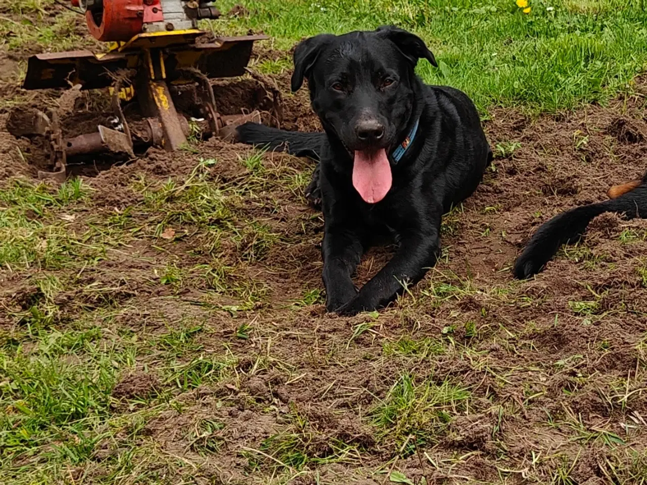 Billede 1 - Hund søger nyt hjem 