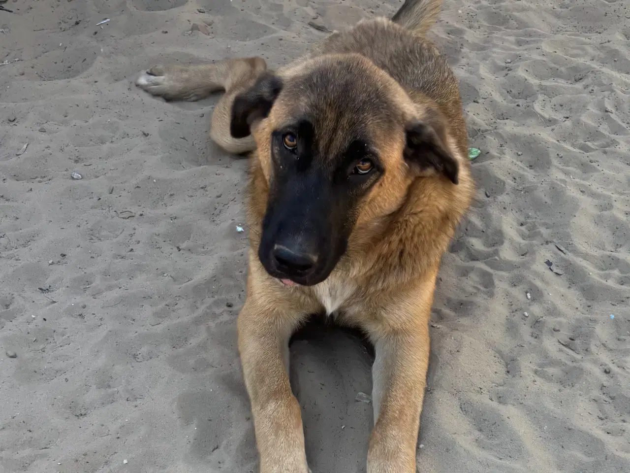 Billede 10 - Toby søger familie! 🤎