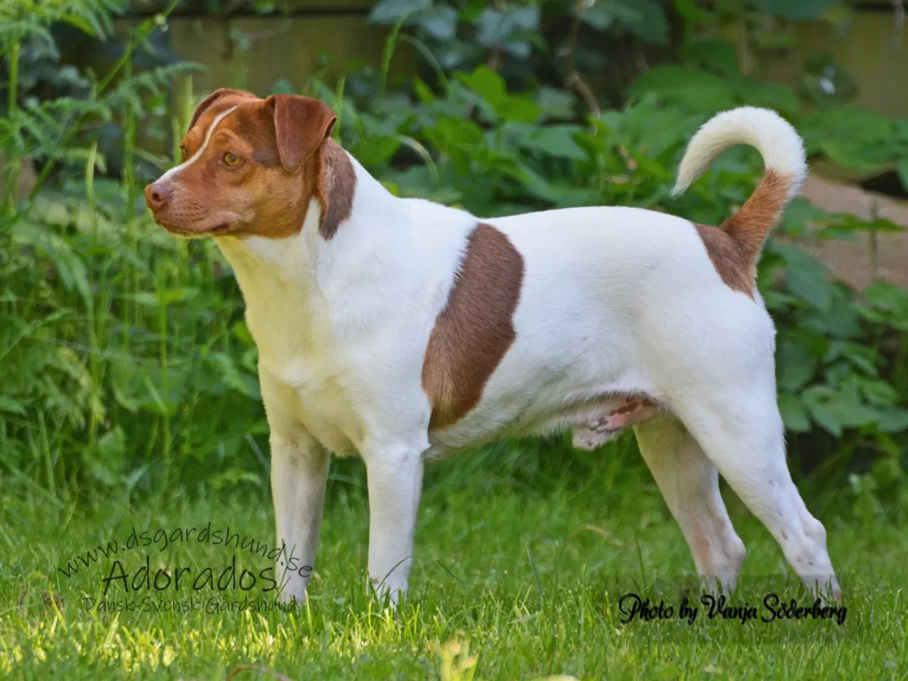 Billede 9 - Dansk Svensk Gårdhunde hvalpe