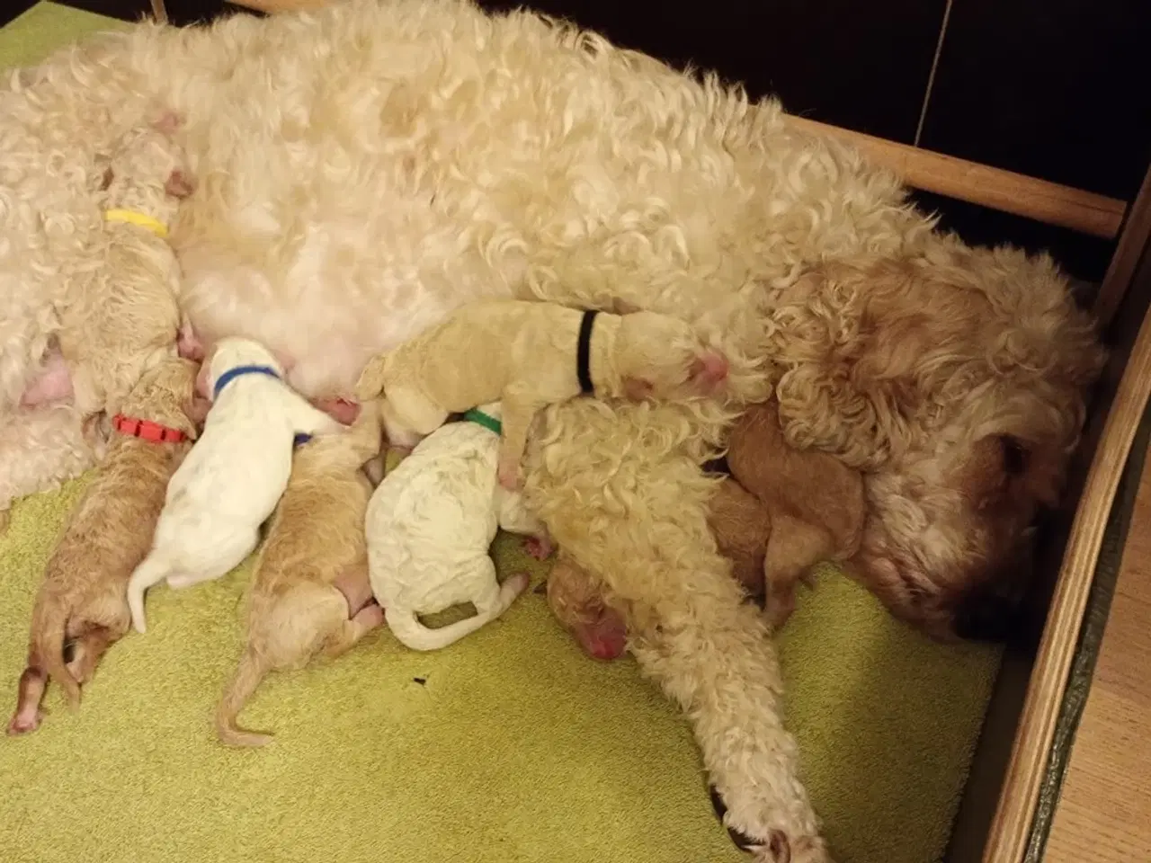 Billede 2 - Springerdoodle hvalpe