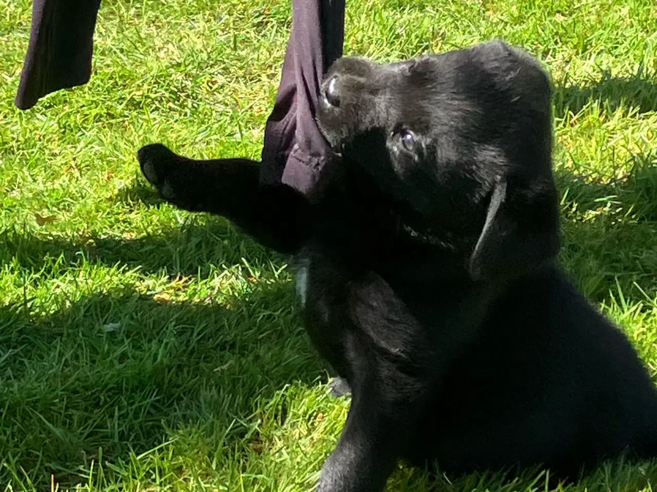 Billede 4 - Labrador hvalpe