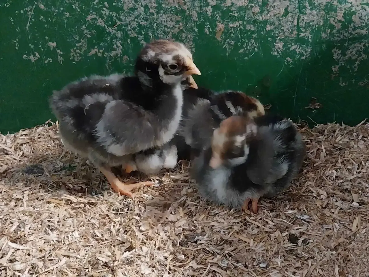 Billede 1 - Wyandotter kyllinger 
