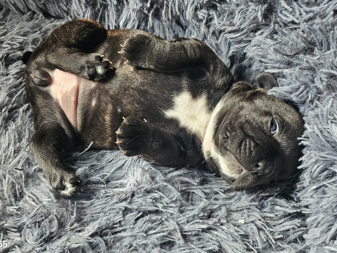 Billede 12 - Fransk bulldog hvalpe