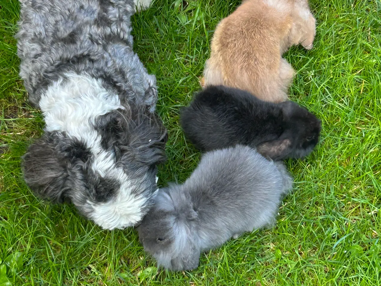 Billede 10 - Mini lops og Lion lops