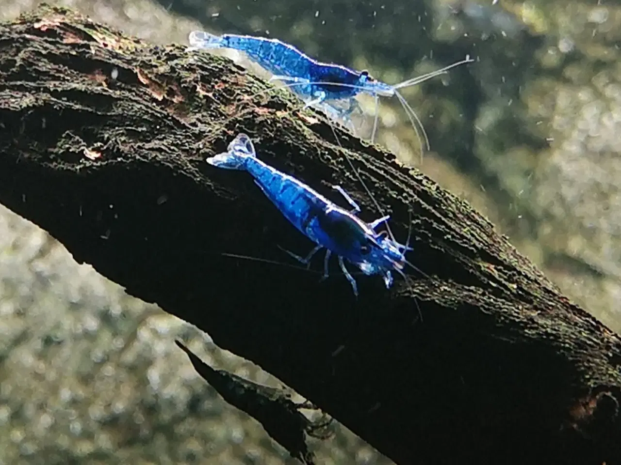 Billede 1 - Neocaridina Davidii Blue Dream rejer 