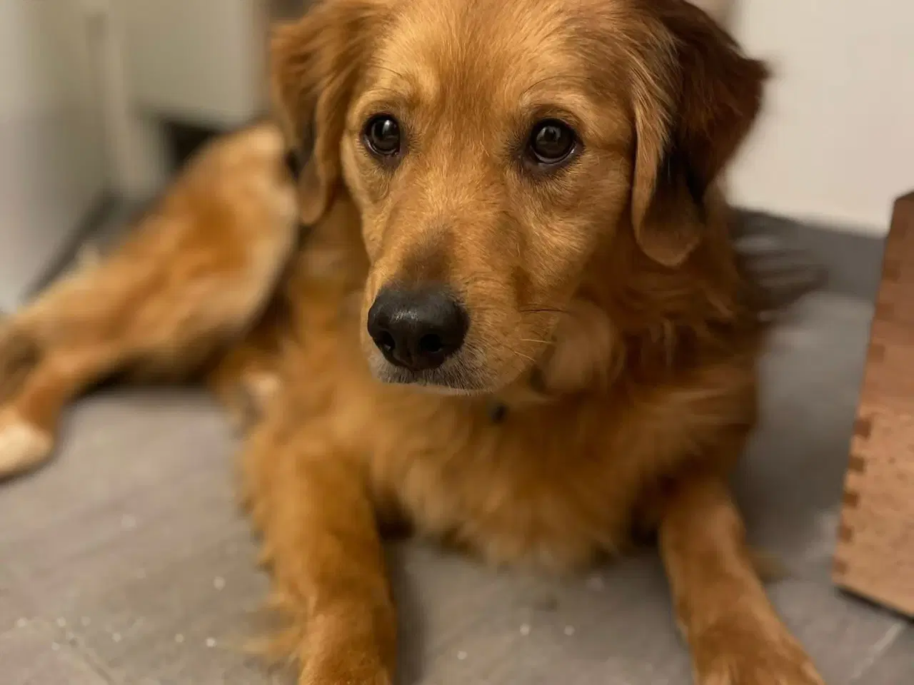 Billede 4 - Frodo søger familie! 🩵